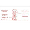 MASTURBATORE TENGA DEEP THROAT CUP ULTRA SIZE